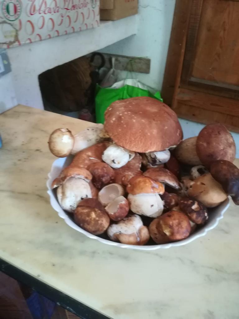 Funghi porcini del Pollino